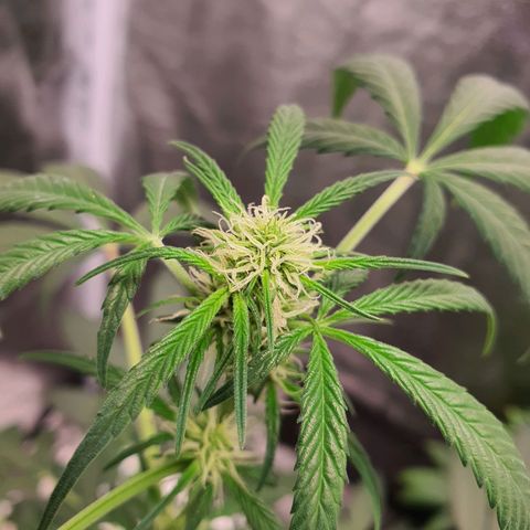 Northern Light Blue Auto (DS6) growlog timeline photo