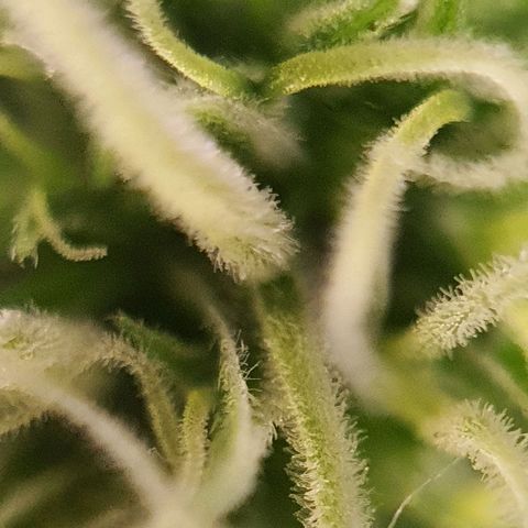 Northern Light Blue Auto (DS6) growlog timeline photo