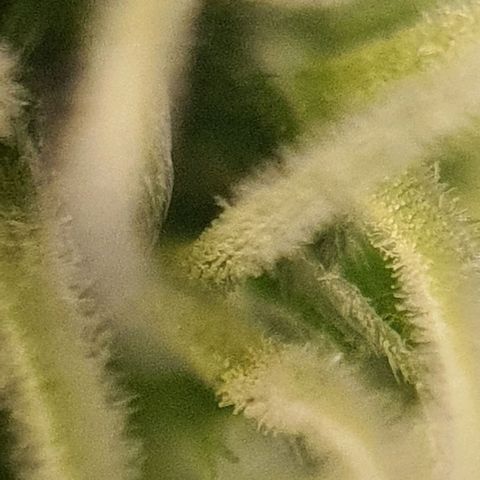 Northern Light Blue Auto (DS6) growlog timeline photo