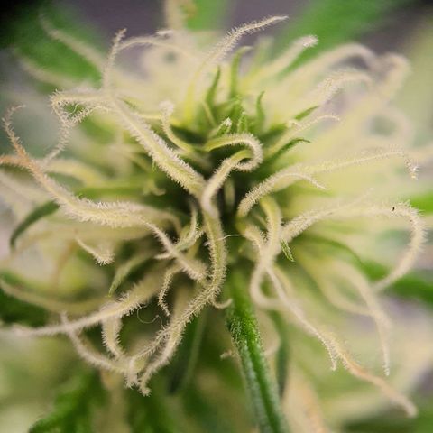 Northern Light Blue Auto (DS6) growlog timeline photo