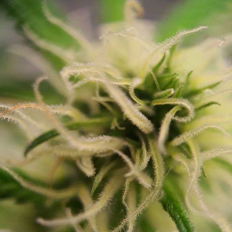 Northern Light Blue Auto (DS6) growlog timeline photo