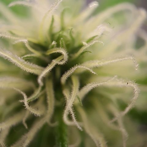 Northern Light Blue Auto (DS6) growlog timeline photo