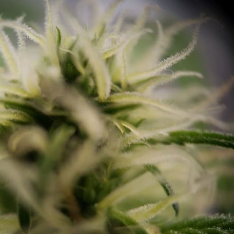 Northern Light Blue Auto (DS6) growlog timeline photo