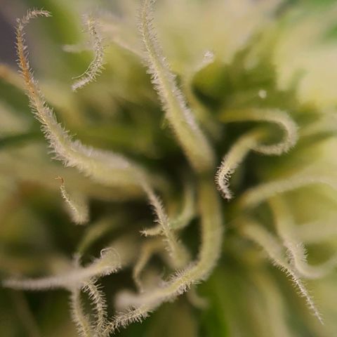 Northern Light Blue Auto (DS6) growlog timeline photo