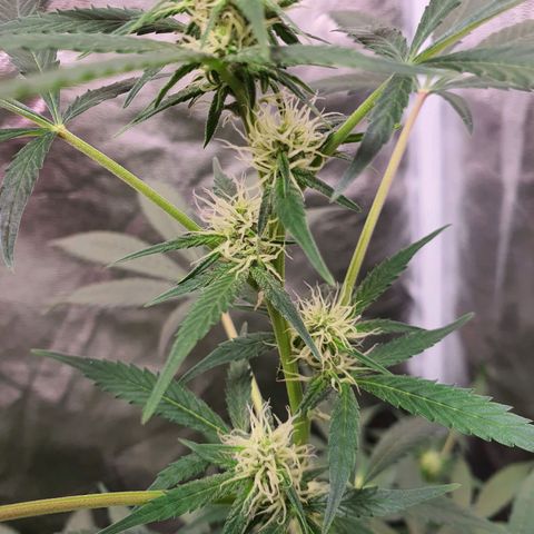 Northern Light Blue Auto (DS6) growlog timeline photo