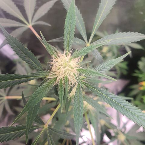 Northern Light Blue Auto (DS6) growlog timeline photo