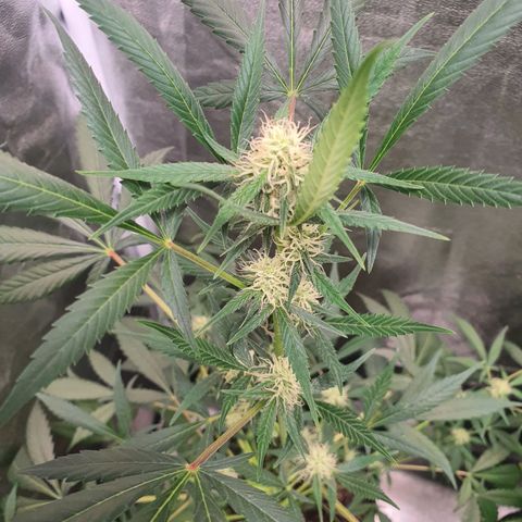 Northern Light Blue Auto (DS6) growlog photo: Después de regar con melaza la planta subió todas sus hojas