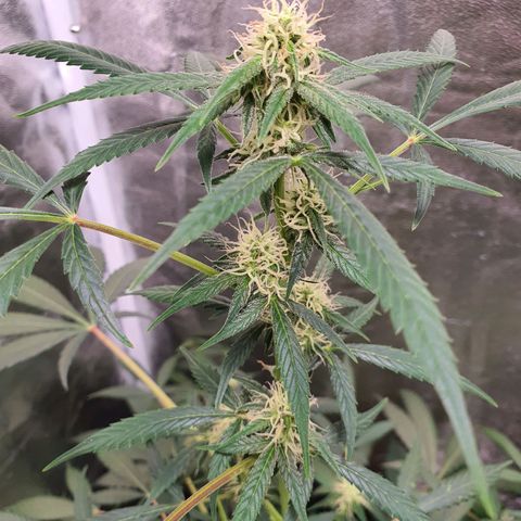 Northern Light Blue Auto (DS6) growlog timeline photo