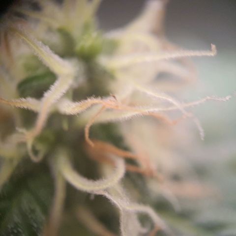 Northern Light Blue Auto (DS6) growlog timeline photo