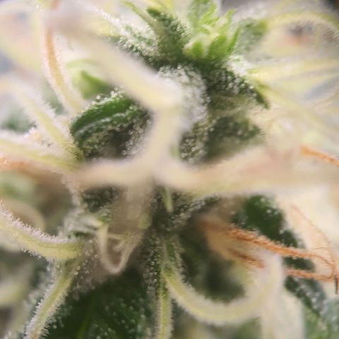 Northern Light Blue Auto (DS6) growlog timeline photo