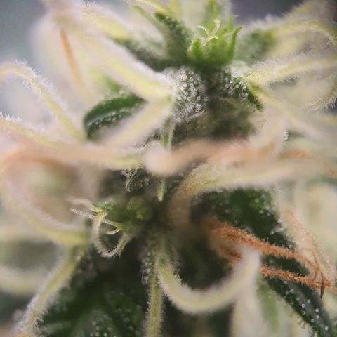 Northern Light Blue Auto (DS6) growlog timeline photo