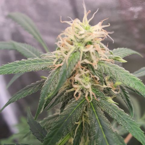 Northern Light Blue Auto (DS6) growlog timeline photo