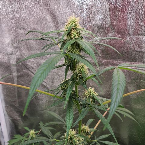 Northern Light Blue Auto (DS6) growlog timeline photo