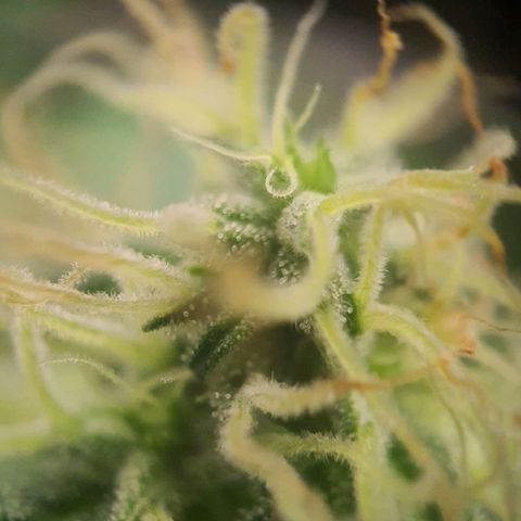 Northern Light Blue Auto (DS6) growlog timeline photo