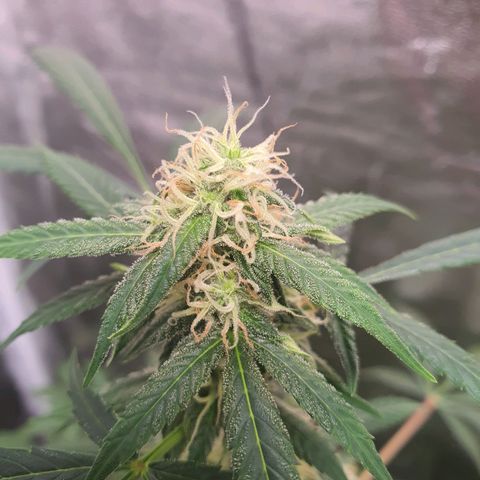 Northern Light Blue Auto (DS6) growlog timeline photo