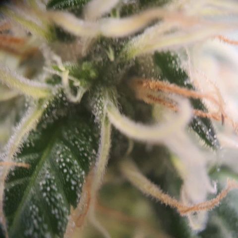 Northern Light Blue Auto (DS6) growlog timeline photo