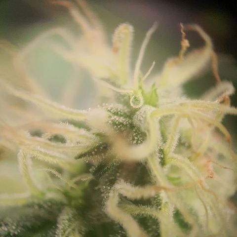 Northern Light Blue Auto (DS6) growlog timeline photo