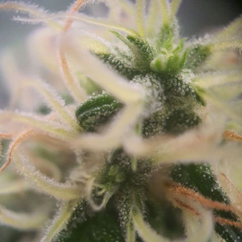 Northern Light Blue Auto (DS6) growlog timeline photo
