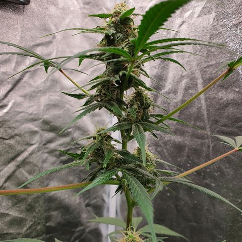 Northern Light Blue Auto (DS6) growlog timeline photo