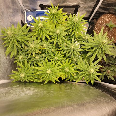 Blueberry growlog timeline photo