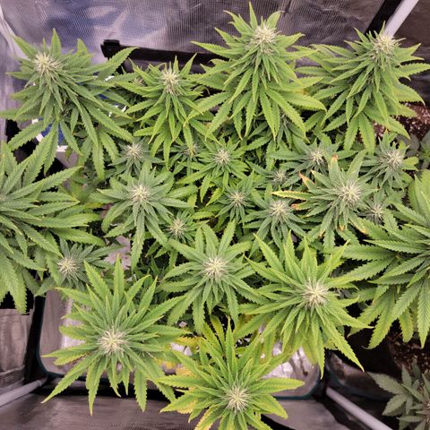 Blueberry growlog timeline photo