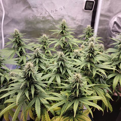Blueberry growlog timeline photo