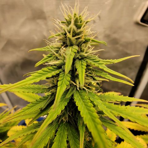 Blueberry growlog timeline photo