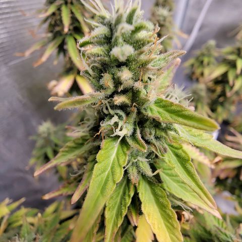 Blueberry growlog timeline photo