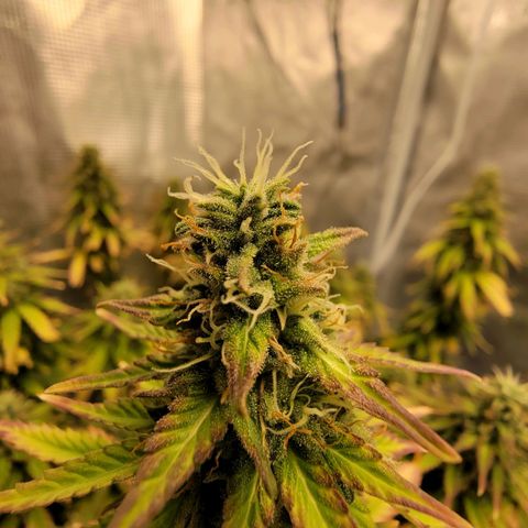 Blueberry growlog timeline photo