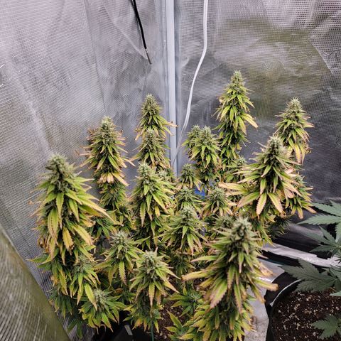 Blueberry growlog timeline photo