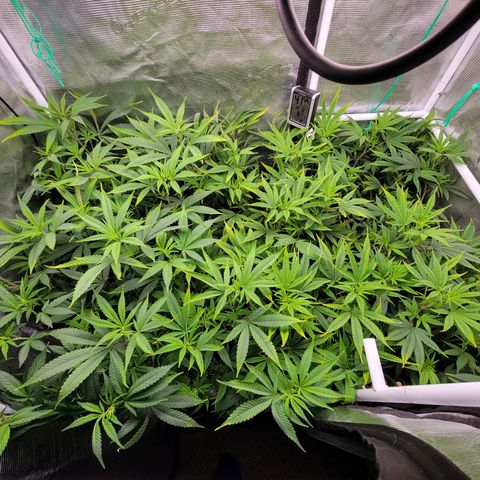 Blueberry growlog timeline photo