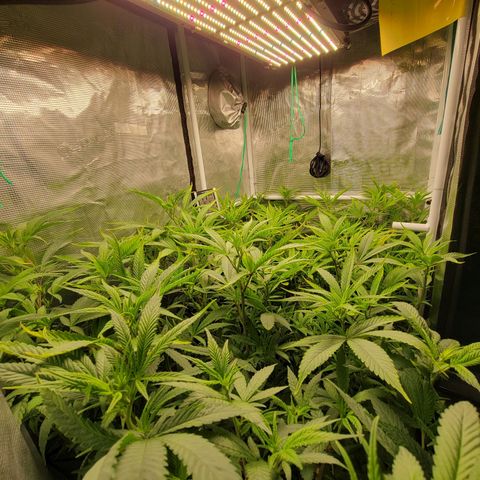 Blueberry growlog timeline photo