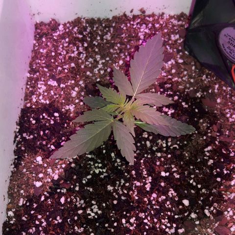 Blueberry growlog timeline photo
