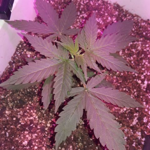 Blueberry growlog timeline photo