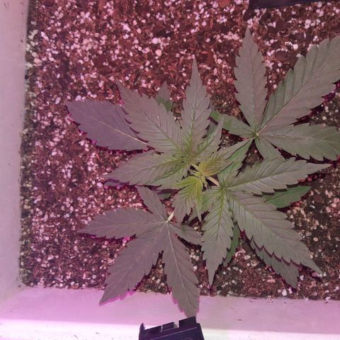 Blueberry growlog timeline photo