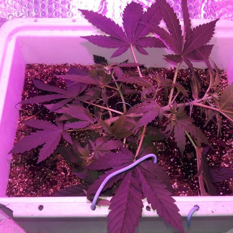 Blueberry growlog timeline photo