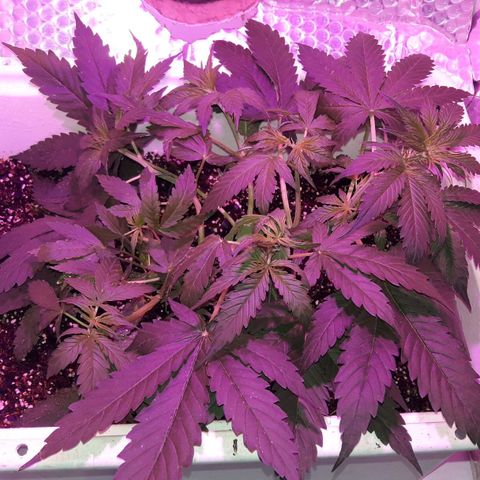 Blueberry growlog timeline photo