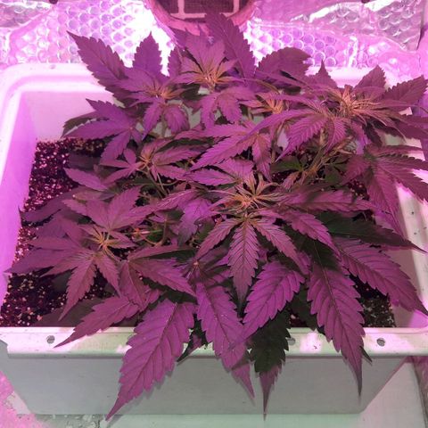 Blueberry growlog timeline photo
