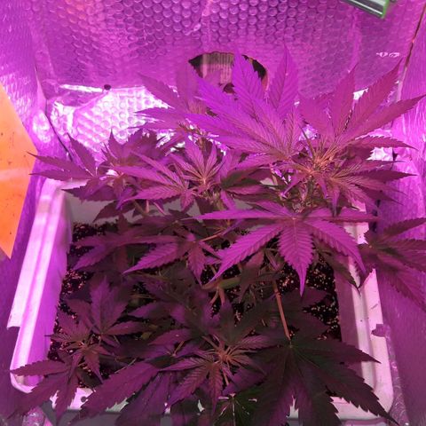 Blueberry growlog timeline photo