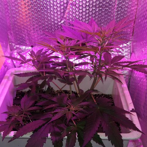 Blueberry growlog timeline photo