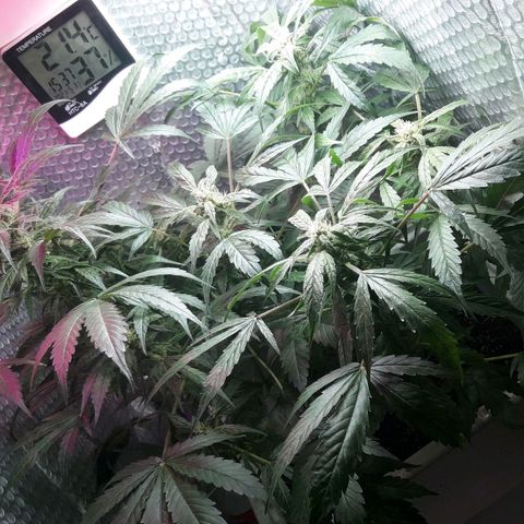 Blueberry growlog timeline photo