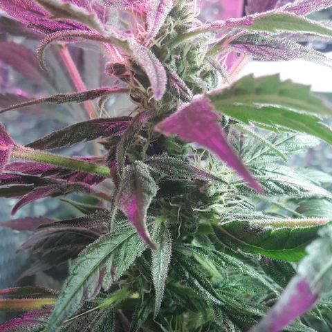 Blueberry growlog timeline photo