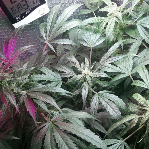 Blueberry growlog timeline photo
