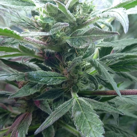 Blueberry growlog timeline photo