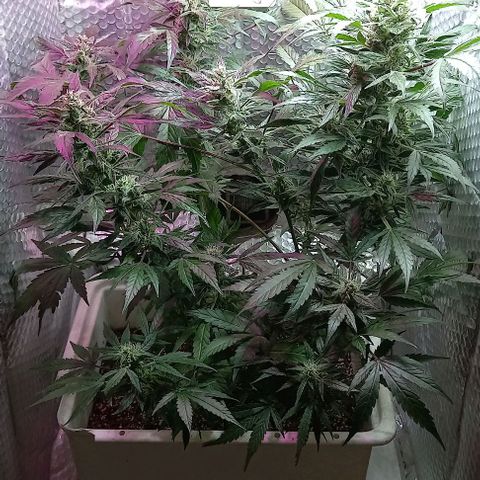 Blueberry growlog timeline photo
