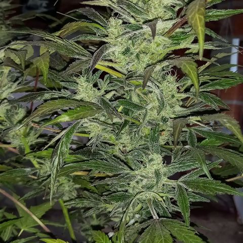 Blueberry growlog timeline photo