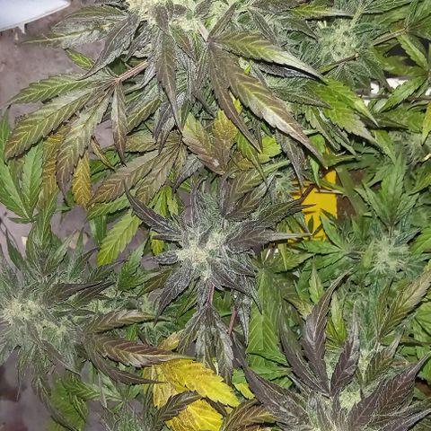 Blueberry growlog timeline photo