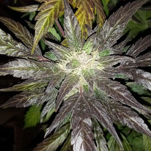 Blueberry growlog timeline photo