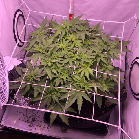 🍦Gelato 41 🍦 growlog timeline photo