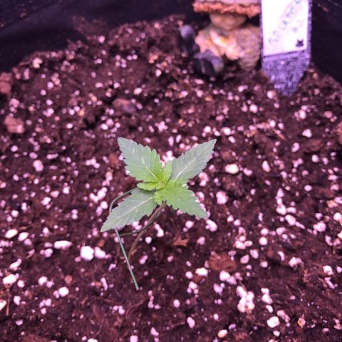 🍦Gelato 41 🍦 growlog timeline photo
